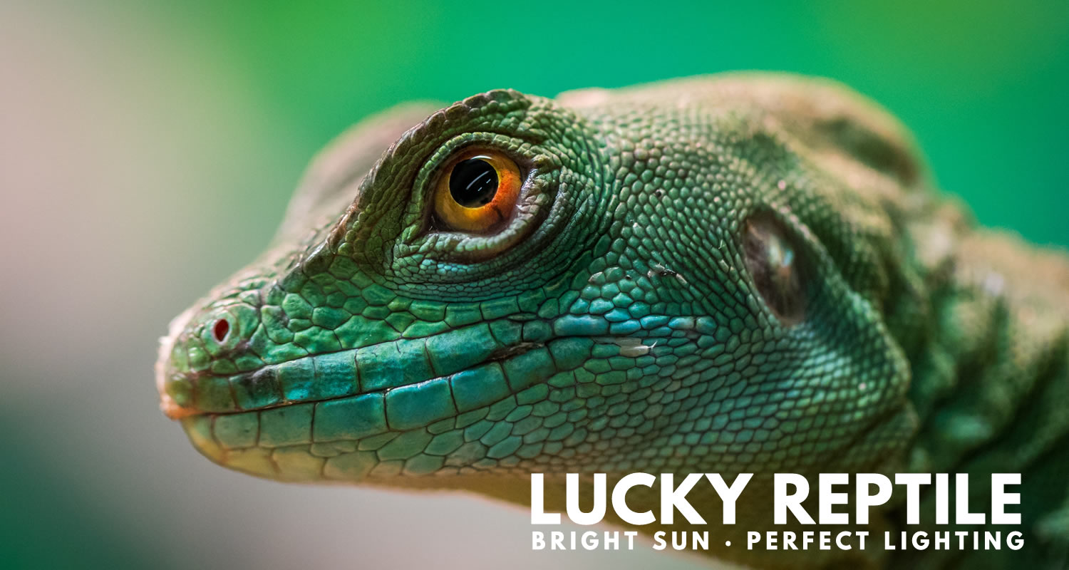 Lucky Reptile Bright Sun Terrarium Lighting